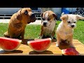 Amazing watermelon eating contest