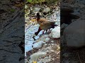 Luisenpark: Ein Zufluchtsort der Hoffnung für Vögel 🕊️✨ #films #regen #satisfying