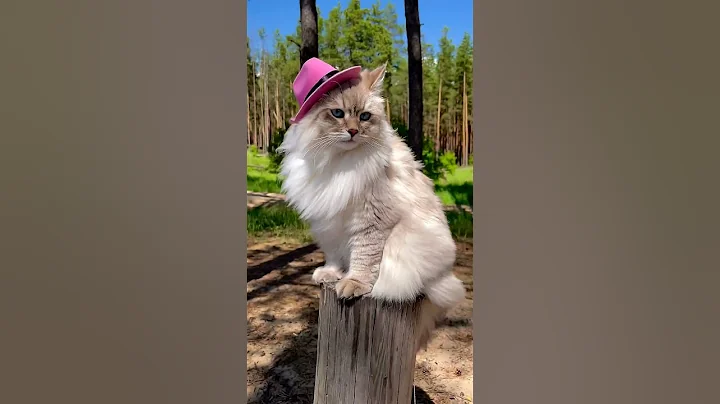 Adorable Siberian Cat Compilation! 😻🌸