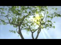 014399339 growing tree sunny background prores