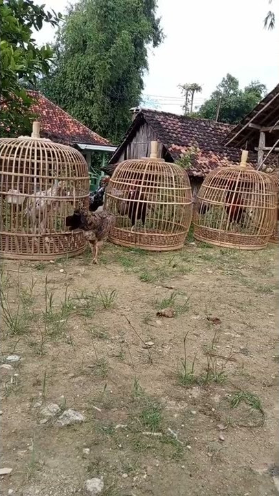 ayam peliharaan Gus Udin radhen sugoro