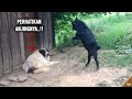 Kambing Songong Nantangin Anjing, Kelakuan Hewan² ini Bikin Gregetan yang Nonton