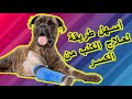 اسهل طريقة لعلاج الكلب من الكسر