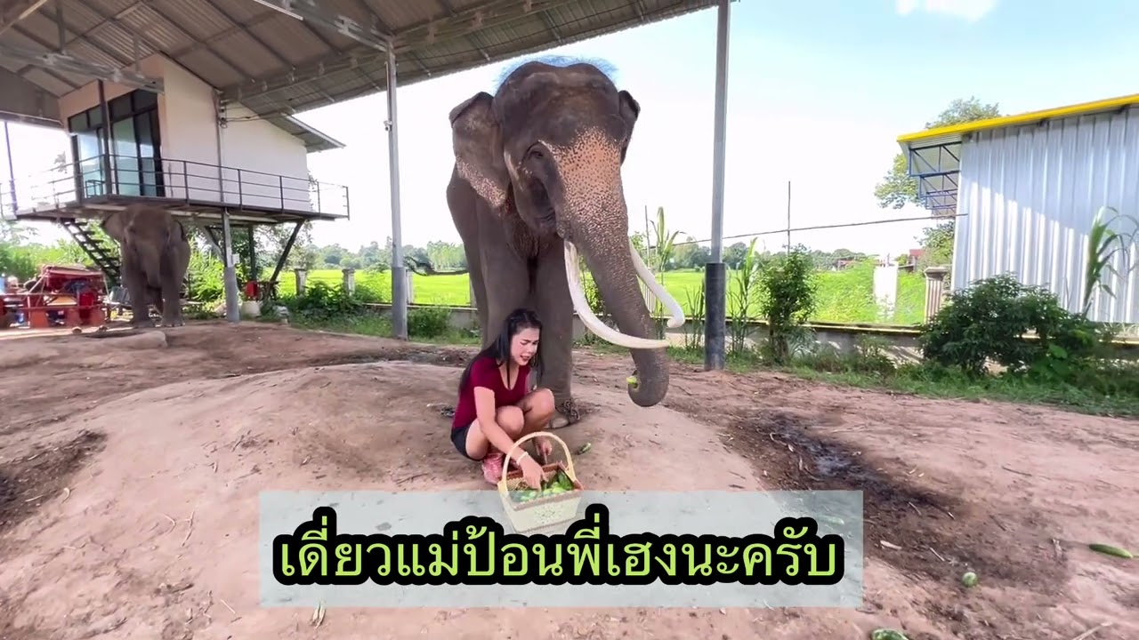 พี่มหาเฮงกินแตงกวาอร่อยๆจ้า Brother Maha Heng eats delicious cucumbers.