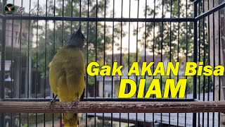 PANCINGAN CUCAK KURINCANG PALING AMPUH COCOK BUAT MASTERAN/PANCINGAN CUCAK KURINCANG BAHAN ATAU BISU