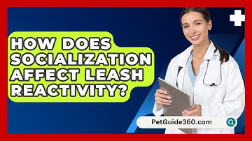 How Does Socialization Affect Leash Reactivity? - PetGuide360.com
