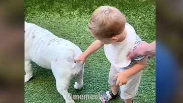 Tổng hợp những video cười không ngậm được mồm 