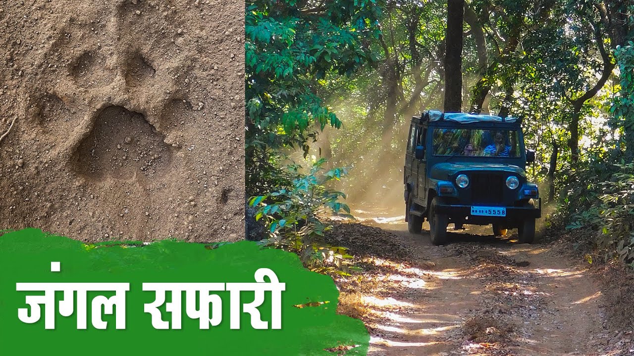 dajipur jungle safari timings