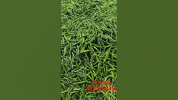 Indian green chili ##export Dubai ## PKM FOODSTUFF TRADING LLC
