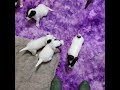 Parson Russell Terrier puppies born on 11/12/20 will be 4 weeks old tomorrow.