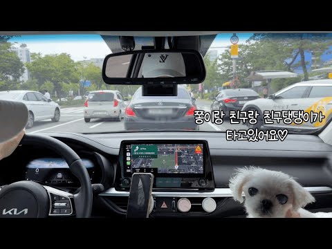 멍멍이들과 운전 vlog🐶