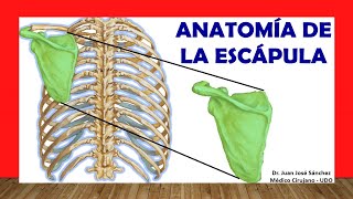 🥇 Anatomía de la ESCÁPULA (Omóplato). ¡Fácil, Rápida y Sencilla!