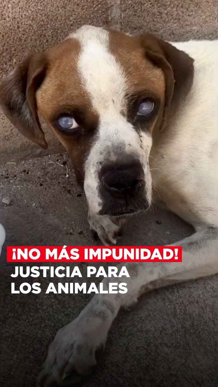 Justicia para los perritos en Puebla