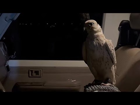 كن خده شمس الاغروبي | من هواه القلب من هوبي | مشاري بن نافل | تعديل مميز 