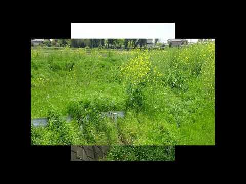 ひばり　寺村周太郎作詞・井上武士作曲　Lark