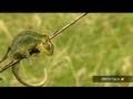 A grazing elephant, aggressive ants &amp; a rare chameleon