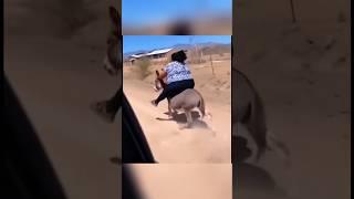 Funny Video Of Fat Woman Controlling A Donkey