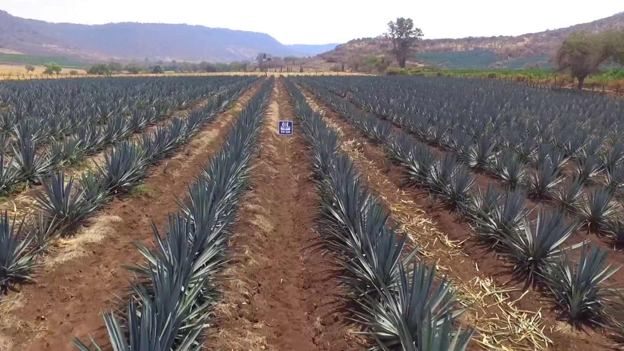 Fertilizaci n De Agave Programa De Nutrici n Yara YouTube