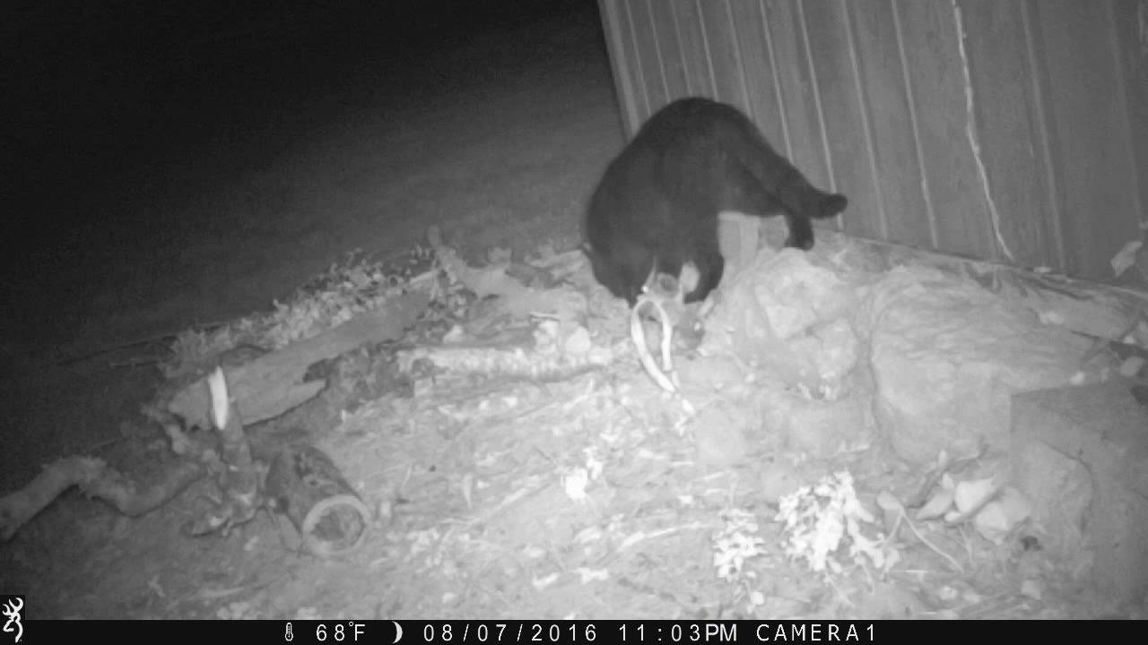 trail camera for backyard
