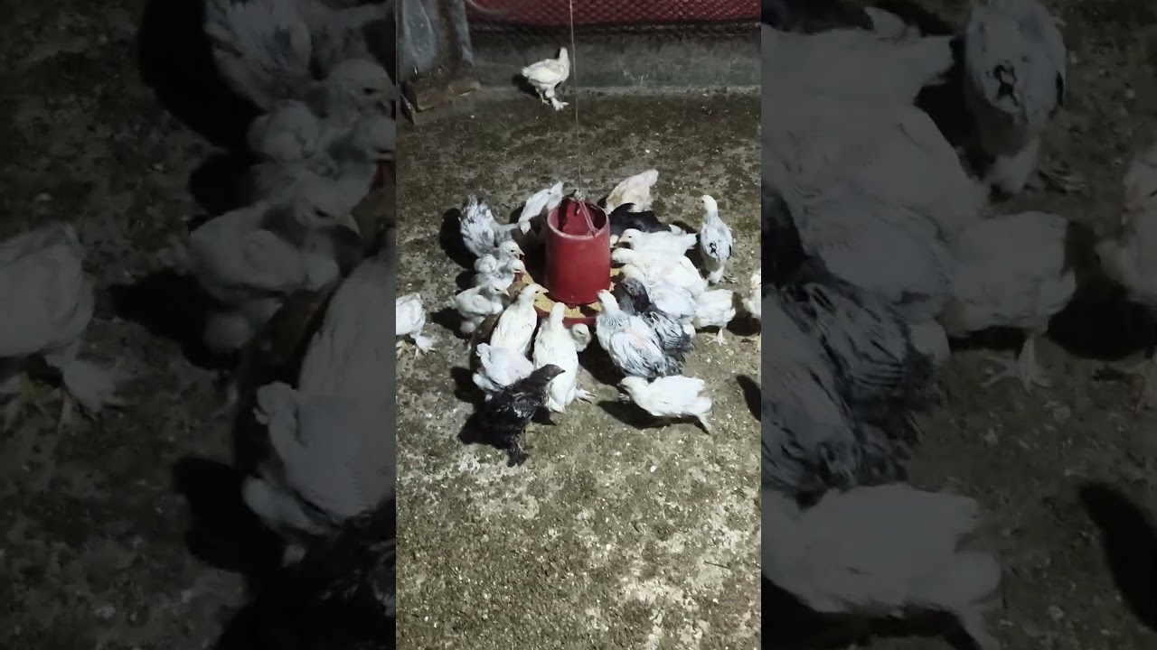 সব ধরনের মুরগী