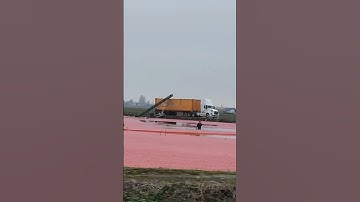 Thumbnail of cranberry harvest #nature #shorts