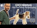 Wire Fox Terrier Handstripping with Costin Stoica | Groomania 2020 Grooming Demonstration