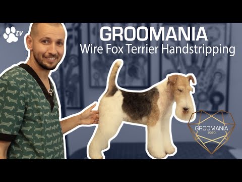 Video: How-to: Hand Stripping und Hundepflege für einen Wire Haired Terrier