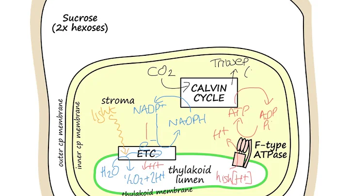 Overview of Photosynthesis