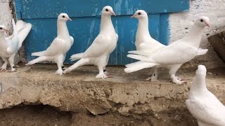 бакинские голуби все масти #голуби #pigeon #kabootar #бакинскиеголуби #takla #goyercin