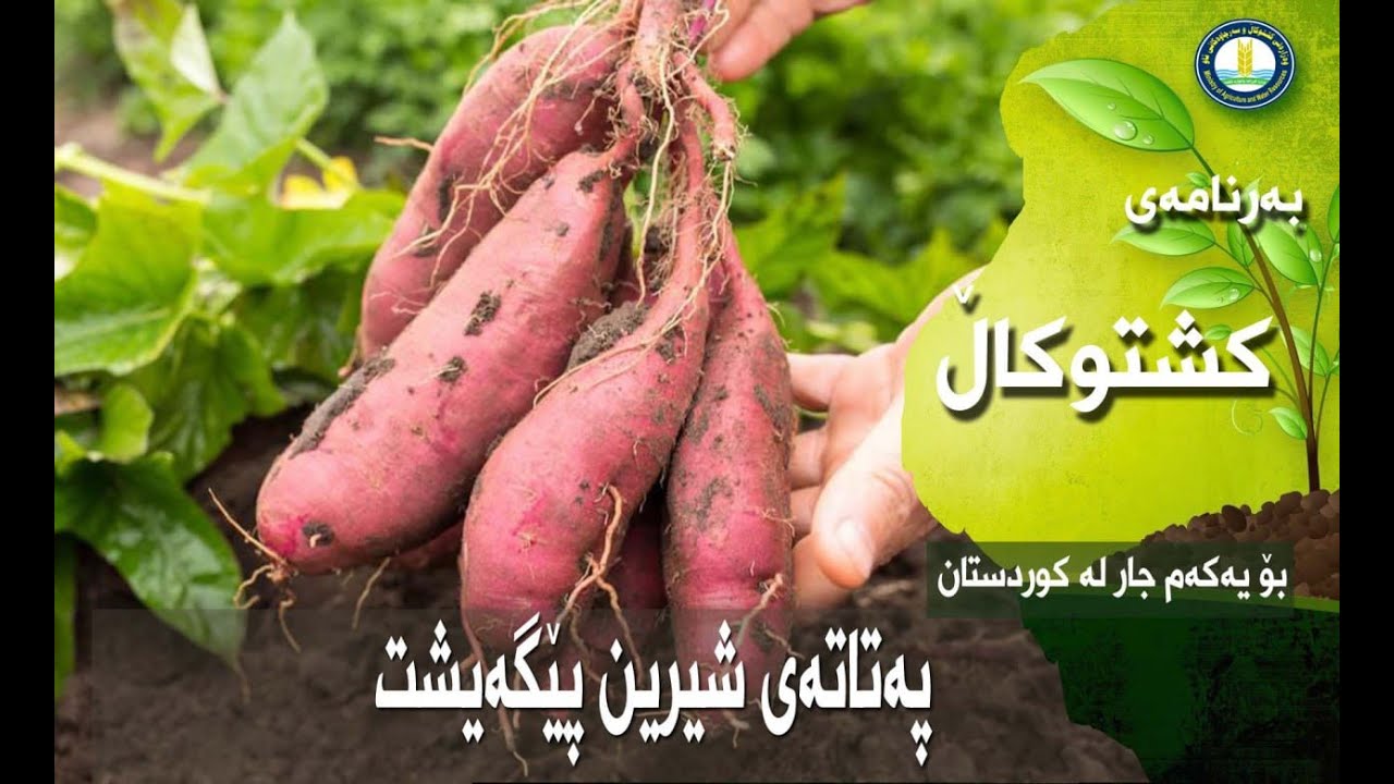 بۆ یەکەم جار لە کوردستان پێگەیشتنی پەتاتەی شیرین