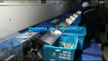 Manufacturers Hot Selling Weight Sorting of Yellow Croaker  Multistage Weight Sorting Machine