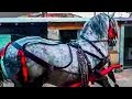 Cai de vanzare Semigreu Romanesc