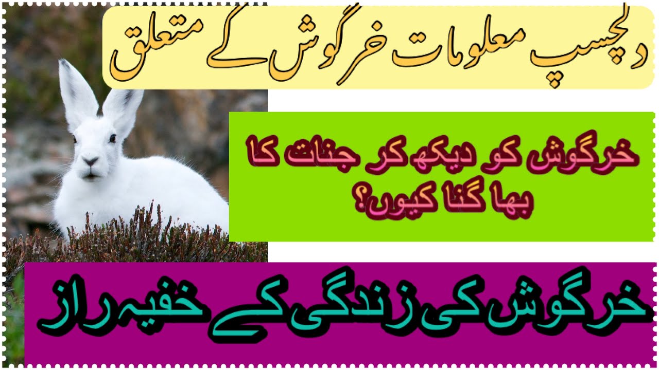 Interesting Facts about Rabbits in Urdu/Hindi New Animal Documentary freshness of soul YouTube