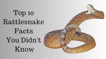 Top 10 Rattlesnake Facts You Didn