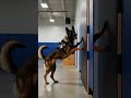 My K9 Before &amp; After That Will Shock You