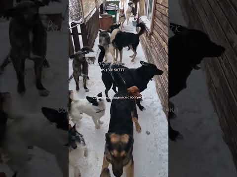 🔴Мы спасли этих собак от смерти Они хотят есть каждый день Каждая лохматая душа ждёт своего человека