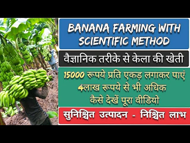 Banana Farming Consultancy | 15000 रूपये लगाकर केला की खेती से कमाइये 4लाख रूपये तक | दोगुनी आय करें | KOYNAS CORNER