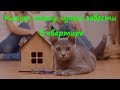 Какую кошку лучше завести в квартире  What kind of cat it is better to have in the apartment