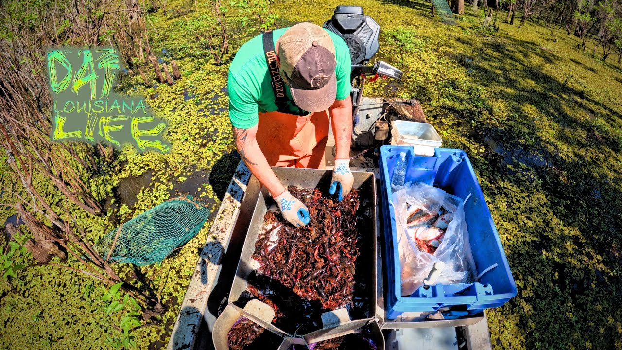 LOUISIANA Wild Caught Crawfish - (Catch and Cook)