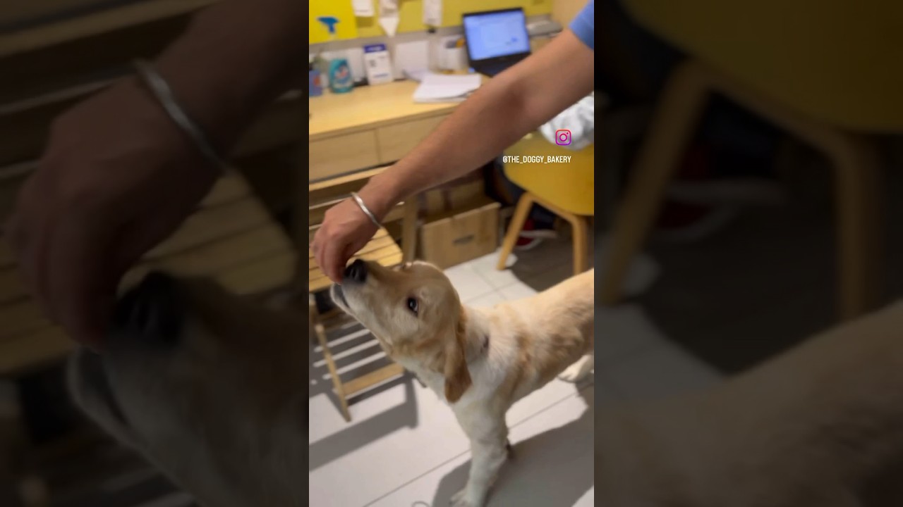 Our motivation for what we do stems from the sheer joy of making these adorable dogs happy 😊 