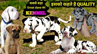 Great dane Import line High quality | Harlequin great dane for sale | all colors available