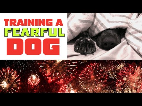 Training A Fearful Dog - Thunder, Fireworks, Loud Noises