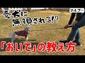 【犬しつけ】リードが外れた時に呼んでも来てくれない！？おいでの練習方法！【呼び戻し】【マルプー】