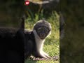 Rare arrival at Chester Zoo after mum's 'last chance' surgery offers hope for endangered species