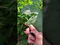 Garden ASMR 🌿✨ #shorts #asmr #gardensounds #redleafranch
