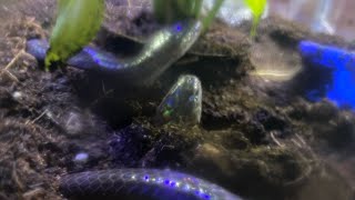 SUNBEAM SNAKES UPDATE |