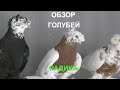 18.05.20.Обзор голубей у Радика. Overview of pigeons at Radik.