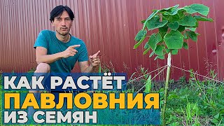 Как растет ПАВЛОВНИЯ в Московской области | Павловния из семян | Как быстро озеленить участок?