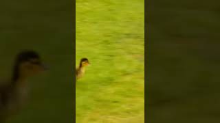 Bird Can&#39;t Catch Baby Duck To Eat