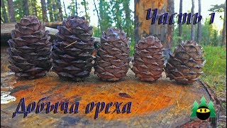 Добыча кедрового ореха (Часть1) | Production of pine nuts (Part 1)